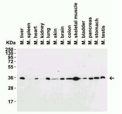 Western Blot: Siglec-15 AntibodyBSA Free [NBP3-06988]