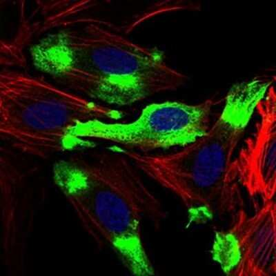 Immunocytochemistry/ Immunofluorescence: Siglec-2/CD22 Antibody (1A3A11) - BSA Free [NBP2-37328]