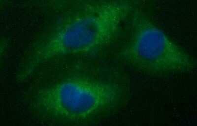 Immunocytochemistry/ Immunofluorescence: Siglec-2/CD22 Antibody (OTI1F12) [NBP2-46125]
