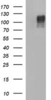 Western Blot: Siglec-2/CD22 Antibody (OTI1F12) [NBP2-46125]