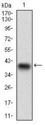 Western Blot: Siglec-2/CD22 Antibody (2H1C4)BSA Free [NBP2-37327]
