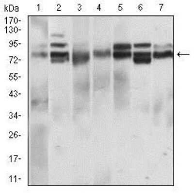 Western Blot: Siglec-2/CD22 Antibody (2H1C4)BSA Free [NBP2-37327]