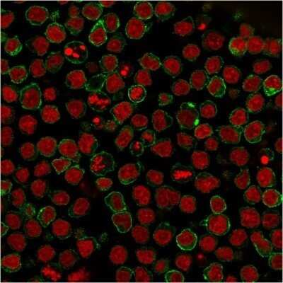 Immunocytochemistry/ Immunofluorescence: Siglec-2/CD22 Antibody (BLCAM/1795) - Azide and BSA Free [NBP2-54473]