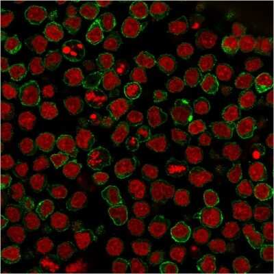 Immunocytochemistry/ Immunofluorescence: Siglec-2/CD22 Antibody (BLCAM/1795) [NBP2-53239]