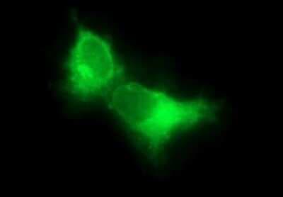 Immunocytochemistry/ Immunofluorescence: Siglec-2/CD22 Antibody (OTI1F12) - Azide and BSA Free [NBP2-74186]