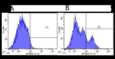 Flow Cytometry: Siglec-2/CD22 Antibody (hL22 (Epratuzumab)) - Chimeric - Azide and BSA Free [NBP2-75189]
