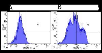 Flow Cytometry: Siglec-2/CD22 Antibody (hL22 (Epratuzumab)) - Chimeric - Azide and BSA Free [NBP2-75189]