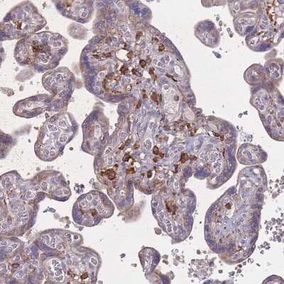 Immunohistochemistry-Paraffin: Siglec-3/CD33 Antibody [NBP2-32709]