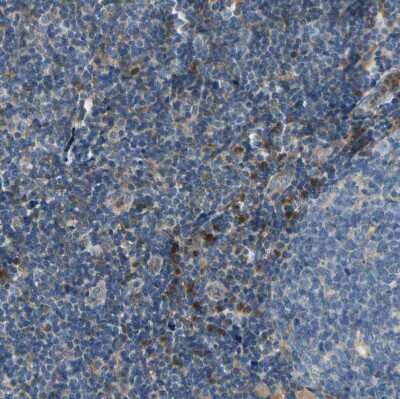Immunohistochemistry-Paraffin: Siglec-5/CD170 Antibody [NBP1-91149]