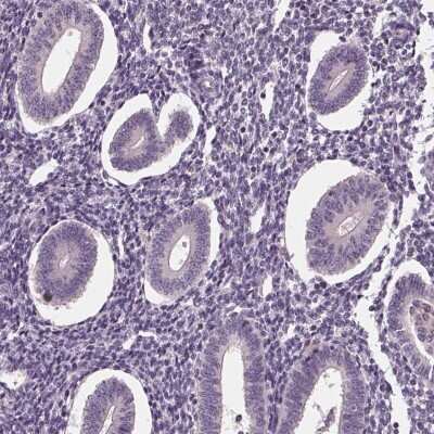 Immunohistochemistry-Paraffin: Siglec-6/CD327 Antibody [NBP1-85757]