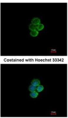 Immunocytochemistry/ Immunofluorescence: Siglec-7/CD328 Antibody [NBP2-20360]