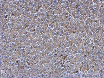 Immunohistochemistry-Paraffin: Siglec-7/CD328 Antibody [NBP2-20360]
