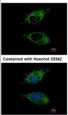 Immunocytochemistry/ Immunofluorescence: Siglec-8 Antibody [NBP1-31141]