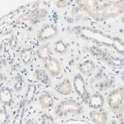 Immunohistochemistry-Paraffin: Siglec-9 Antibody [NBP1-85755]