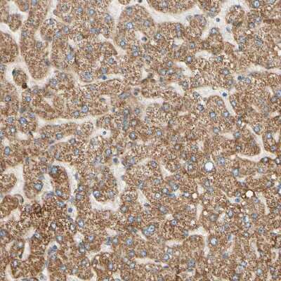 Immunohistochemistry-Paraffin: Siglec-9 Antibody [NBP1-85755]