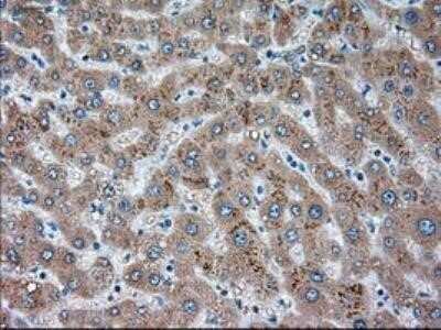 Immunohistochemistry: Siglec-9 Antibody (OTI1D9) - Azide and BSA Free [NBP2-74189]