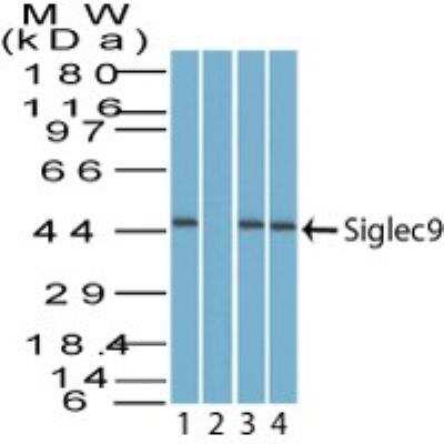 Western Blot: Siglec-9 Antibody [NBP2-27070]