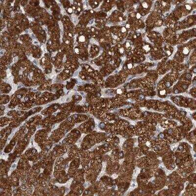 Immunohistochemistry-Paraffin: Sigma-1 R/OPRS1 Antibody [NBP1-82480]