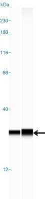 Simple Western: Sigma-1 R/OPRS1 Antibody [NBP1-82479]