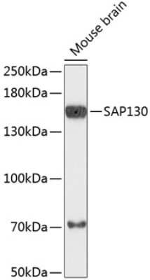 Western Blot: Sin3A-associated protein AntibodyAzide and BSA Free [NBP2-94735]