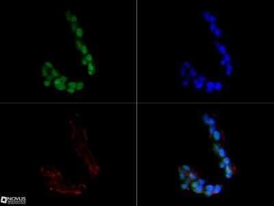Immunocytochemistry/ Immunofluorescence: Sirtuin 1/SIRT1 Antibody (1F3) - Azide and BSA Free [NBP2-80949]