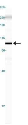 Simple Western: Sirtuin 1/SIRT1 Antibody [NBP2-27205]
