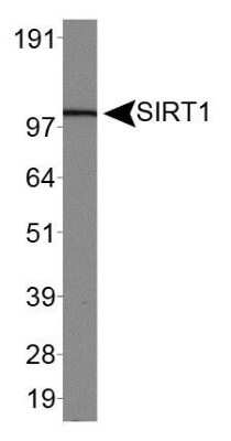 Western Blot: Sirtuin 1/SIRT1 Antibody [NBP1-49540]