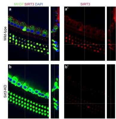 Immunohistochemistry Whole-Mount: Sirtuin 3/SIRT3 Antibody (6B2A1) - BSA Free [NBP2-52563]
