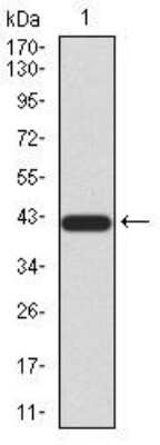 Western Blot: Sirtuin 3/SIRT3 Antibody (6B2A1)BSA Free [NBP2-52563]