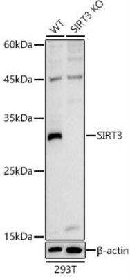 Knockout Validated: Sirtuin 3/SIRT3 Antibody - Azide and BSA Free [NBP3-02984]