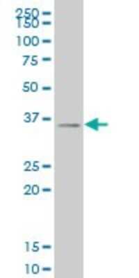 Western Blot: SIX3 Antibody (1A2) [H00006496-M04]