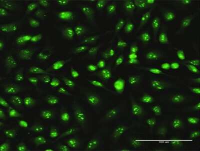 Immunocytochemistry/ Immunofluorescence: Skp1 Antibody (2E6) [H00006500-M03]