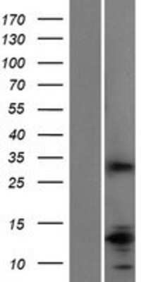 Western Blot: Slap Overexpression Lysate [NBP2-11468]