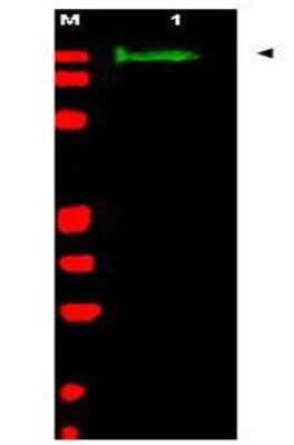 Western Blot: Slit2 Antibody [NB600-881]