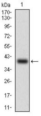 Western Blot: Slug Antibody (4B6D5)BSA Free [NBP2-52570]