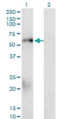 Western Blot: Smad1 Antibody (1D3) [H00004086-M02]