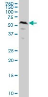 Western Blot: Smad1 Antibody (2A1) [H00004086-M04]