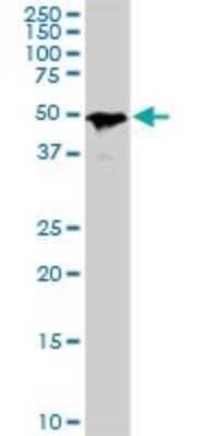 Western Blot: Smad1 Antibody (2A1) [H00004086-M04]