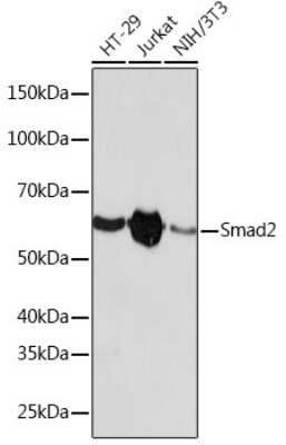 Western Blot: Smad2 Antibody (2E3D8) [NBP3-15671]