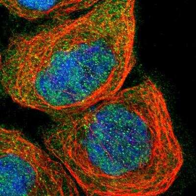 Immunofluorescence: Smad4 Antibody [NBP1-84992]