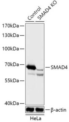Knockout Validated: Smad4 Antibody - Azide and BSA Free [NBP3-03495]