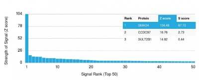 Protein Array: Smad4 Antibody (SMAD4/2440) [NBP3-07262]