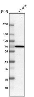 Western Blot: 0 [NBP1-84992]