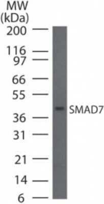 Western Blot: Smad7 AntibodyAzide Free [NB100-56688]