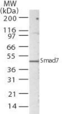 Western Blot: Smad7 Antibody [NBP2-24710]