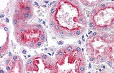 Immunohistochemistry-Paraffin: Smad9 Antibody [NB100-2834]