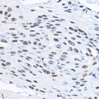 Immunohistochemistry-Paraffin: Smek1 Antibody - BSA Free [NBP2-94709]