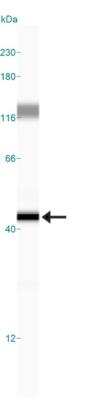 Simple Western: Snail AntibodyBSA Free [NBP2-27293]