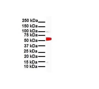 Western Blot: Snail Antibody [NBP1-80022]