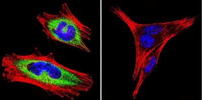 Immunocytochemistry/ Immunofluorescence: SLC8A3/NCX3 Antibody (C2C12) [NB120-2869]